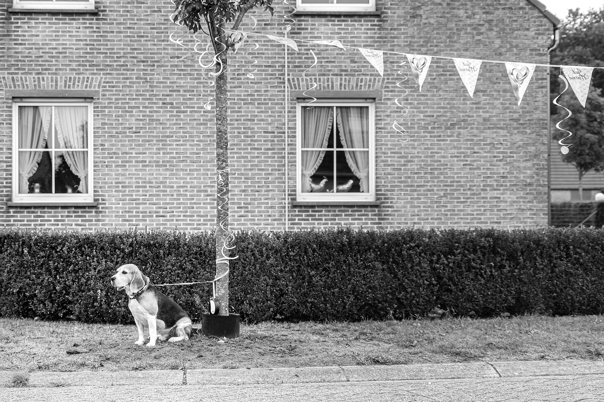 Beagle wacht voor huis met versiering · trouwreportage Kempen