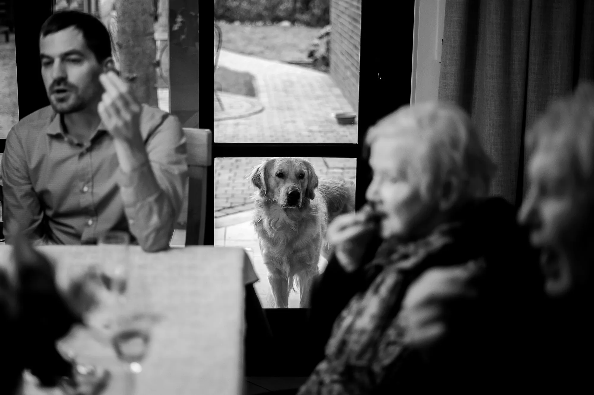 Golden retriever door raam